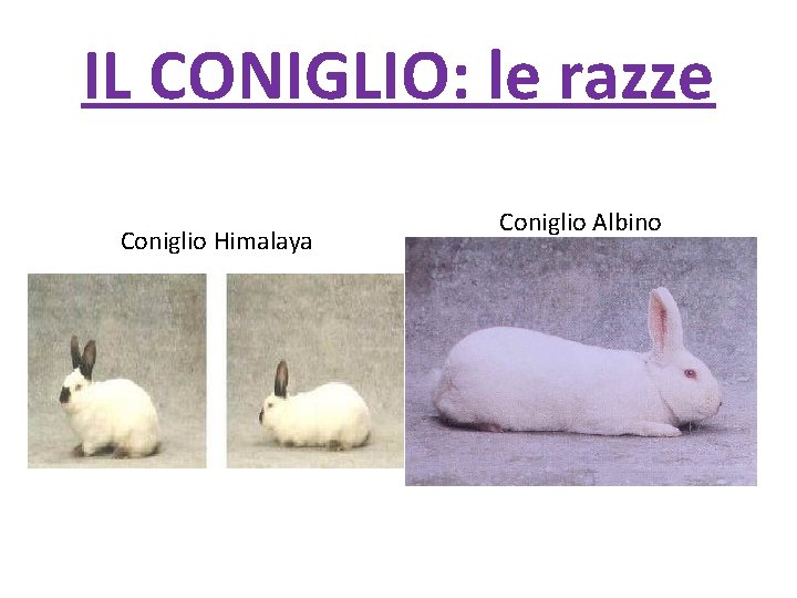 IL CONIGLIO: le razze Coniglio Himalaya Coniglio Albino 