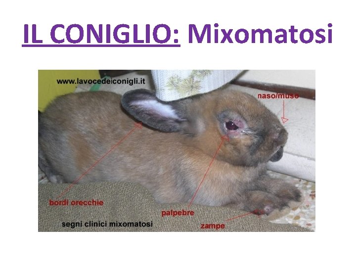 IL CONIGLIO: Mixomatosi 