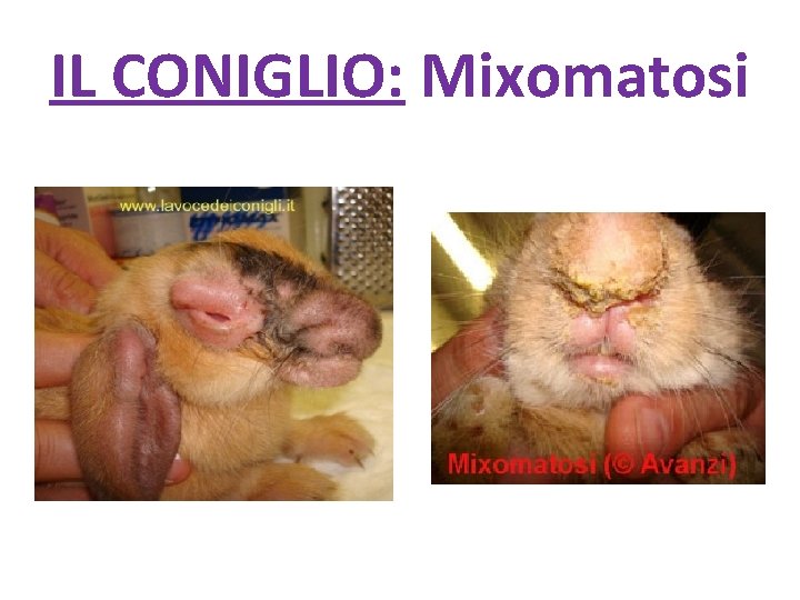 IL CONIGLIO: Mixomatosi 