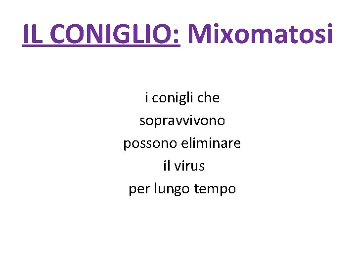 IL CONIGLIO: Mixomatosi i conigli che sopravvivono possono eliminare il virus per lungo tempo