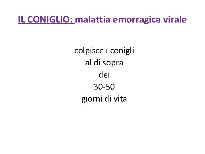 IL CONIGLIO: malattia emorragica virale colpisce i conigli al di sopra dei 30 -50