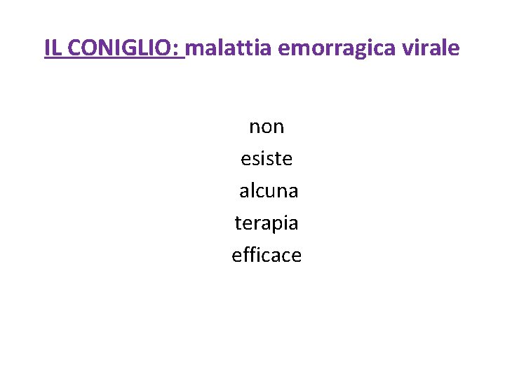 IL CONIGLIO: malattia emorragica virale non esiste alcuna terapia efficace 