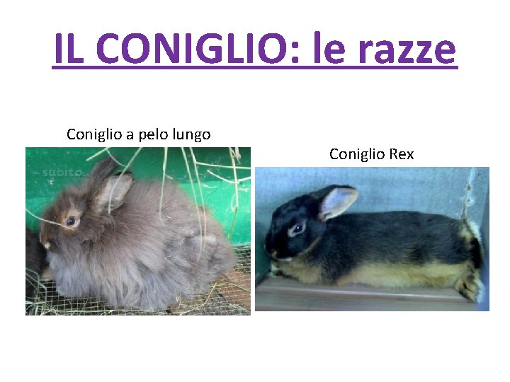 IL CONIGLIO: le razze Coniglio a pelo lungo Coniglio Rex 