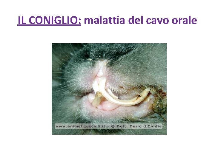 IL CONIGLIO: malattia del cavo orale 