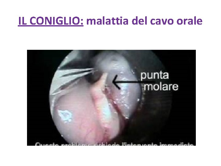 IL CONIGLIO: malattia del cavo orale 