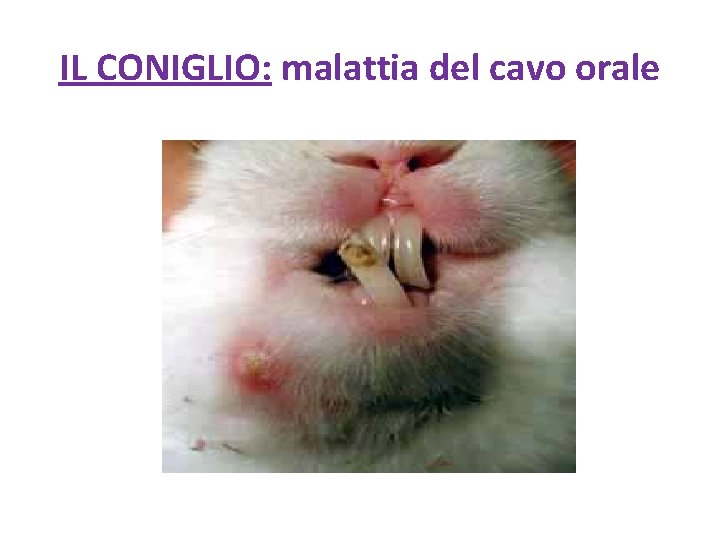 IL CONIGLIO: malattia del cavo orale 