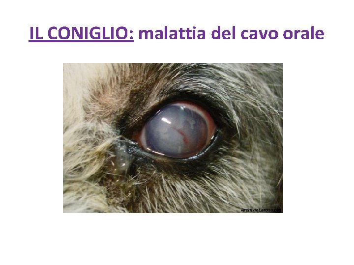 IL CONIGLIO: malattia del cavo orale 