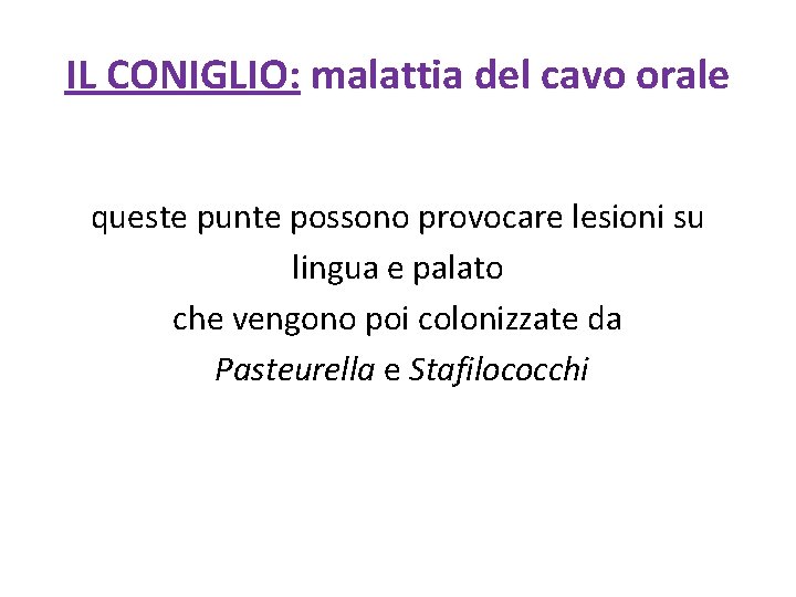 IL CONIGLIO: malattia del cavo orale queste punte possono provocare lesioni su lingua e