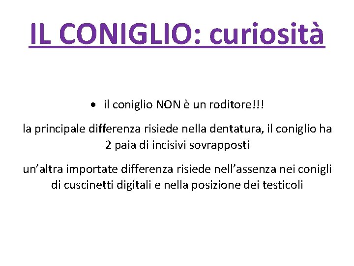 IL CONIGLIO: curiosità il coniglio NON è un roditore!!! la principale differenza risiede nella