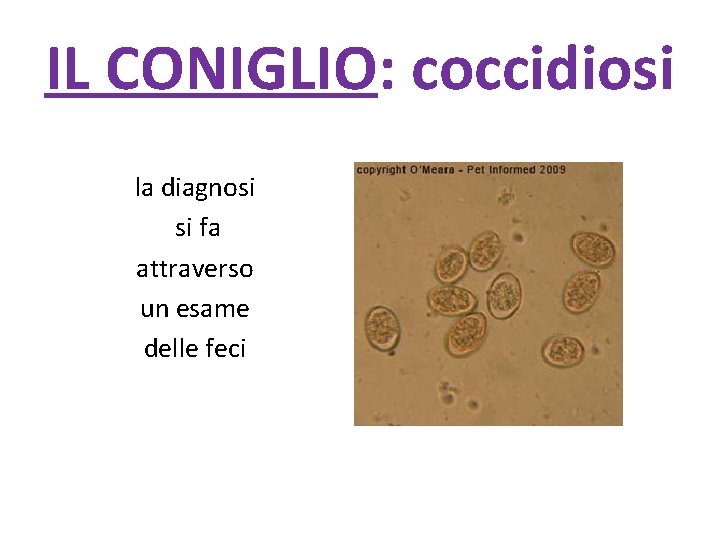IL CONIGLIO: coccidiosi la diagnosi si fa attraverso un esame delle feci 