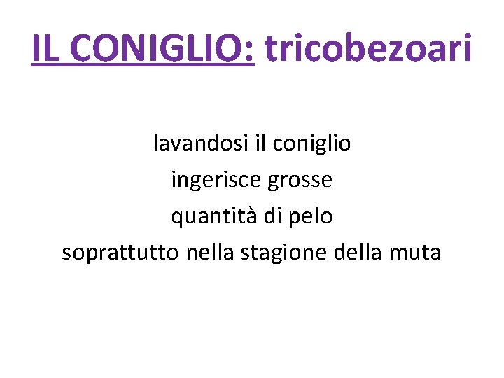 IL CONIGLIO: tricobezoari lavandosi il coniglio ingerisce grosse quantità di pelo soprattutto nella stagione