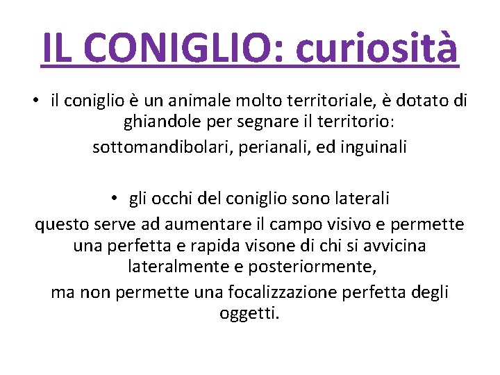 IL CONIGLIO: curiosità • il coniglio è un animale molto territoriale, è dotato di