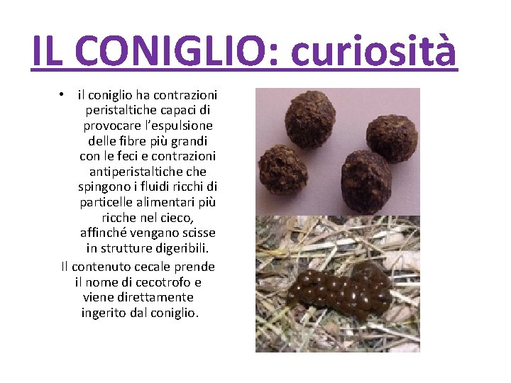 IL CONIGLIO: curiosità • il coniglio ha contrazioni peristaltiche capaci di provocare l’espulsione delle