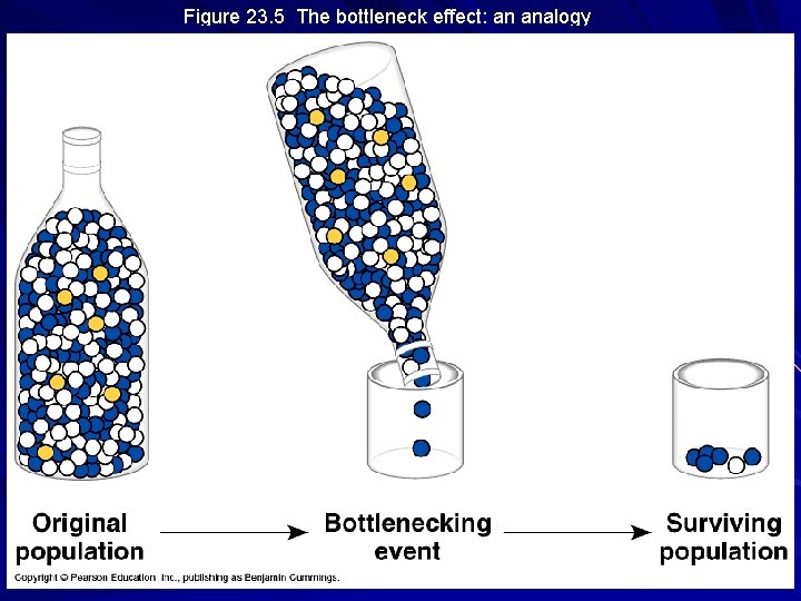 Figure 23. 5 The bottleneck effect: an analogy 