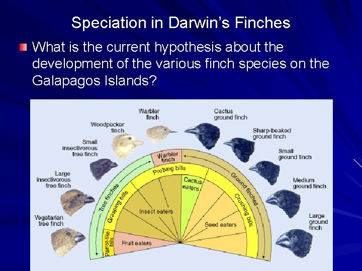 Speciation in Darwin’s Finches What is the current hypothesis about the development of the