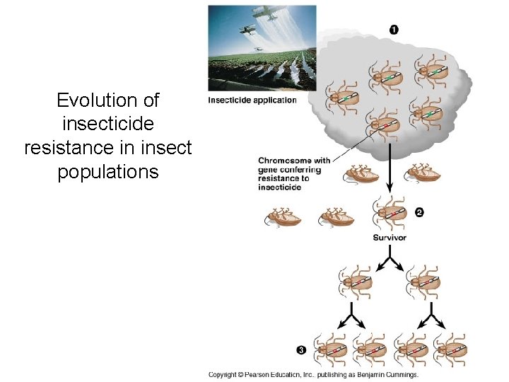 Evolution of insecticide resistance in insect populations 