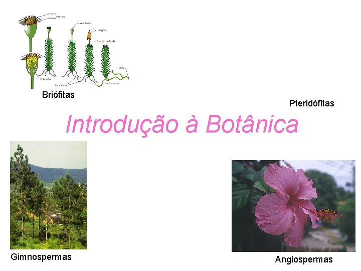Briófitas Pteridófitas Introdução à Botânica Gimnospermas Angiospermas 