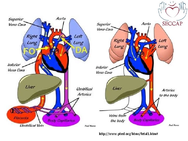 http: //www. pted. org/htms/fetal 1. htm# 