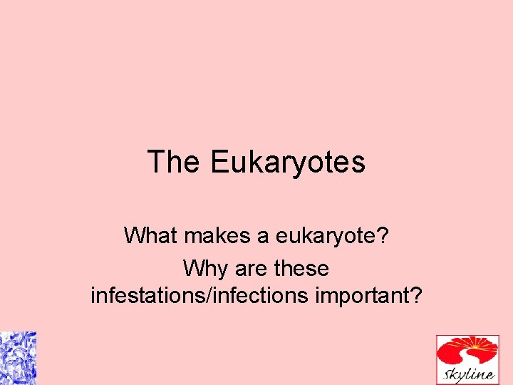 The Eukaryotes What makes a eukaryote? Why are these infestations/infections important? The Eukaryotes What makes a eukaryote? Why are these infestations/infections important?