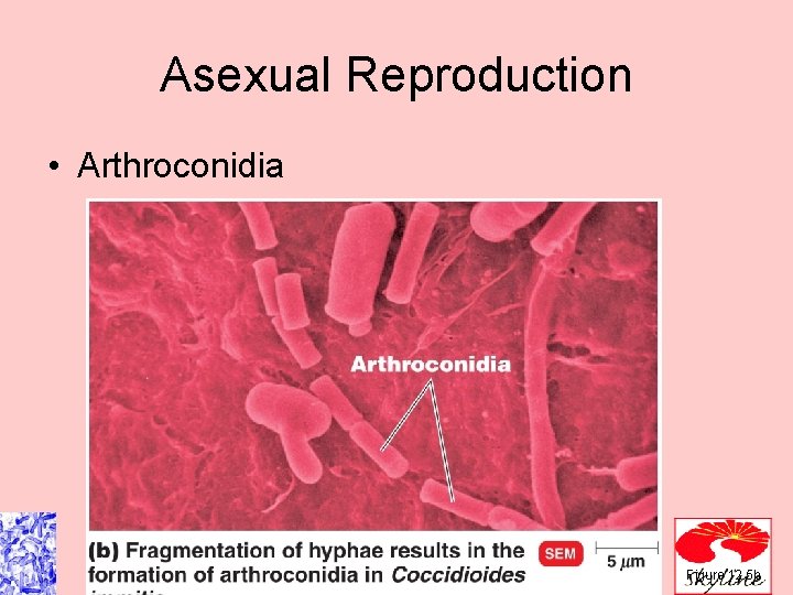 Asexual Reproduction • Arthroconidia Figure 12. 5 b Asexual Reproduction • Arthroconidia Figure 12. 5 b