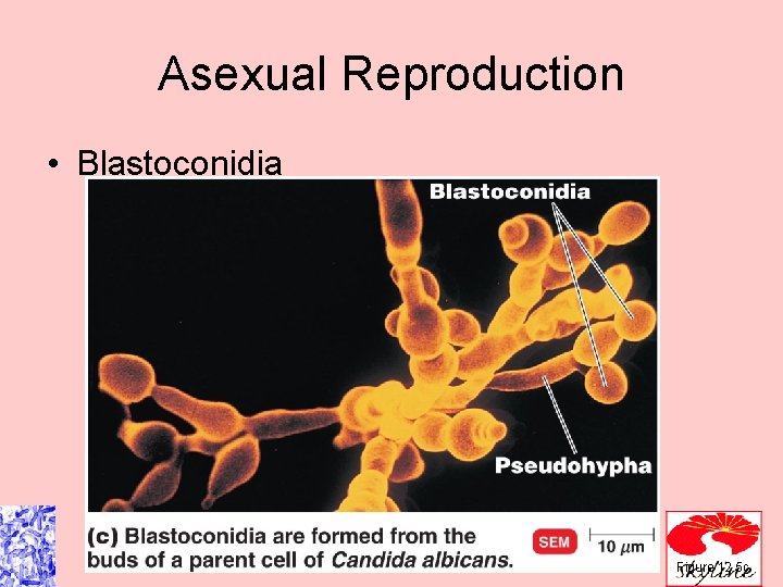 Asexual Reproduction • Blastoconidia Figure 12. 5 c Asexual Reproduction • Blastoconidia Figure 12. 5 c