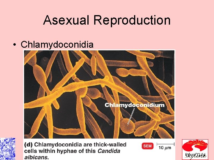 Asexual Reproduction • Chlamydoconidia Figure 12. 5 d Asexual Reproduction • Chlamydoconidia Figure 12. 5 d