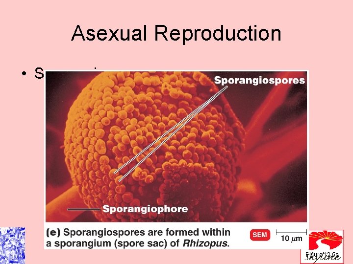 Asexual Reproduction • Sporangiospores Figure 12. 5 e Asexual Reproduction • Sporangiospores Figure 12. 5 e