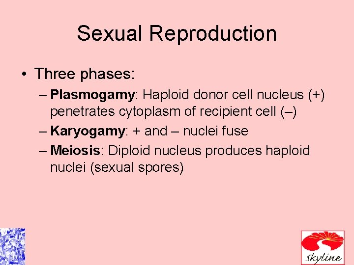 Sexual Reproduction • Three phases: – Plasmogamy: Haploid donor cell nucleus (+) penetrates cytoplasm Sexual Reproduction • Three phases: – Plasmogamy: Haploid donor cell nucleus (+) penetrates cytoplasm