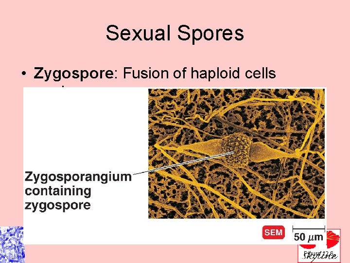 Sexual Spores • Zygospore: Fusion of haploid cells produces one zygospore Figure 12. 6 Sexual Spores • Zygospore: Fusion of haploid cells produces one zygospore Figure 12. 6