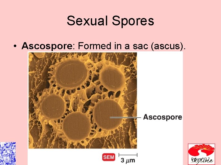 Sexual Spores • Ascospore: Formed in a sac (ascus). Figure 12. 7 Sexual Spores • Ascospore: Formed in a sac (ascus). Figure 12. 7