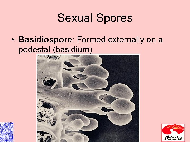 Sexual Spores • Basidiospore: Formed externally on a pedestal (basidium) Figure 12. 8 Sexual Spores • Basidiospore: Formed externally on a pedestal (basidium) Figure 12. 8
