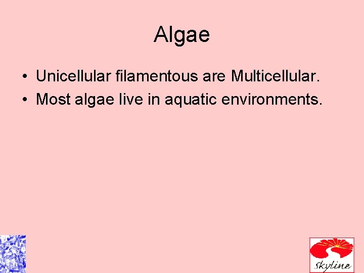 Algae • Unicellular filamentous are Multicellular. • Most algae live in aquatic environments. Algae • Unicellular filamentous are Multicellular. • Most algae live in aquatic environments.