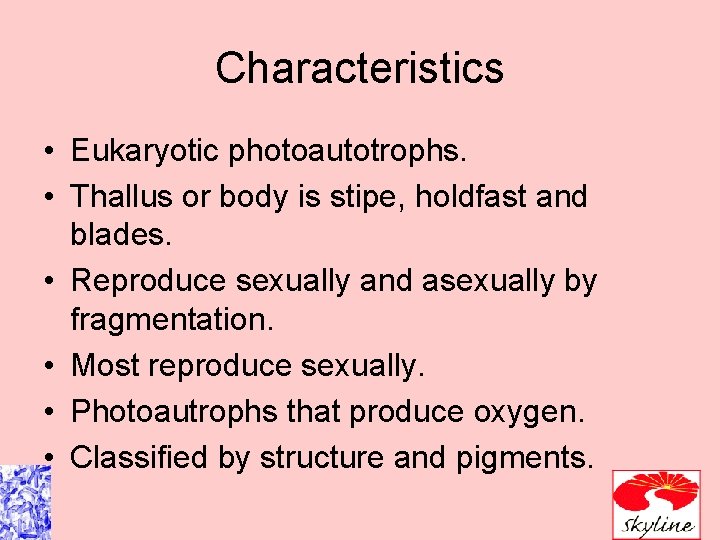 Characteristics • Eukaryotic photoautotrophs. • Thallus or body is stipe, holdfast and blades. • Characteristics • Eukaryotic photoautotrophs. • Thallus or body is stipe, holdfast and blades. •