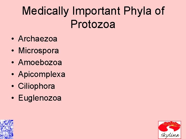 Medically Important Phyla of Protozoa • • • Archaezoa Microspora Amoebozoa Apicomplexa Ciliophora Euglenozoa Medically Important Phyla of Protozoa • • • Archaezoa Microspora Amoebozoa Apicomplexa Ciliophora Euglenozoa