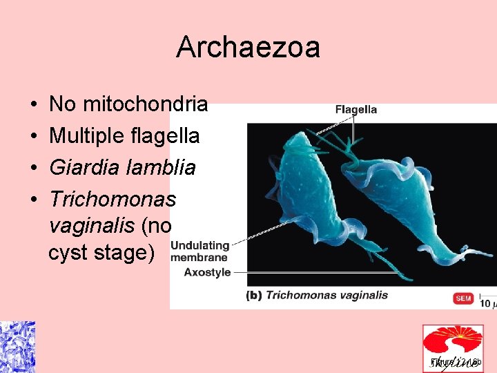 Archaezoa • • No mitochondria Multiple flagella Giardia lamblia Trichomonas vaginalis (no cyst stage) Archaezoa • • No mitochondria Multiple flagella Giardia lamblia Trichomonas vaginalis (no cyst stage)