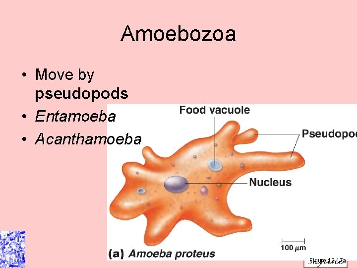 Amoebozoa • Move by pseudopods • Entamoeba • Acanthamoeba Figure 12. 17 a Amoebozoa • Move by pseudopods • Entamoeba • Acanthamoeba Figure 12. 17 a