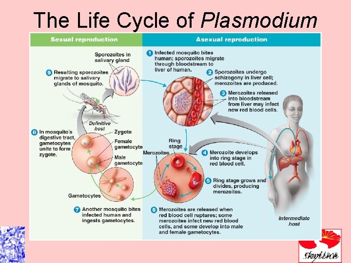 The Life Cycle of Plasmodium vivax 2 3 8 7 6 Figure 12. 18 The Life Cycle of Plasmodium vivax 2 3 8 7 6 Figure 12. 18