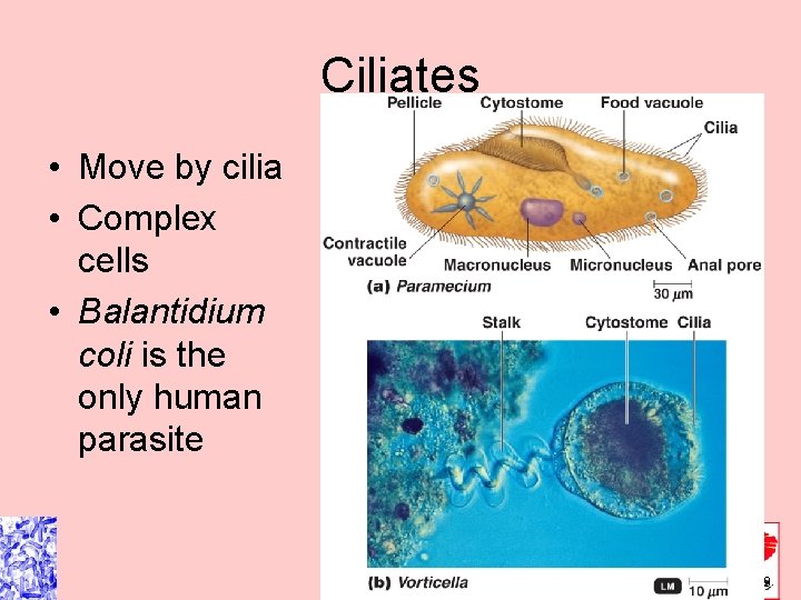 Ciliates • Move by cilia • Complex cells • Balantidium coli is the only Ciliates • Move by cilia • Complex cells • Balantidium coli is the only
