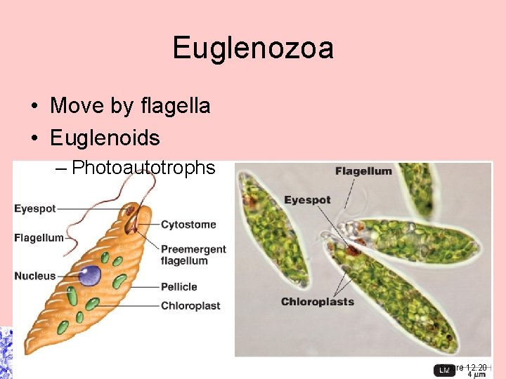 Euglenozoa • Move by flagella • Euglenoids – Photoautotrophs Figure 12. 20 Euglenozoa • Move by flagella • Euglenoids – Photoautotrophs Figure 12. 20