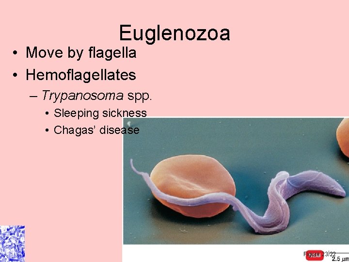 Euglenozoa • Move by flagella • Hemoflagellates – Trypanosoma spp. • Sleeping sickness • Euglenozoa • Move by flagella • Hemoflagellates – Trypanosoma spp. • Sleeping sickness •