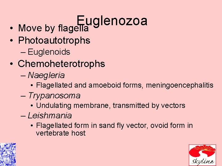 Euglenozoa Move by flagella • • Photoautotrophs – Euglenoids • Chemoheterotrophs – Naegleria • Euglenozoa Move by flagella • • Photoautotrophs – Euglenoids • Chemoheterotrophs – Naegleria •