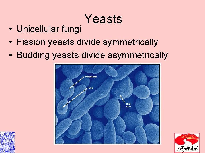 Yeasts • Unicellular fungi • Fission yeasts divide symmetrically • Budding yeasts divide asymmetrically Yeasts • Unicellular fungi • Fission yeasts divide symmetrically • Budding yeasts divide asymmetrically