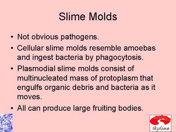 Slime Molds • Not obvious pathogens. • Cellular slime molds resemble amoebas and ingest Slime Molds • Not obvious pathogens. • Cellular slime molds resemble amoebas and ingest