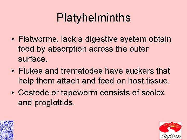 Platyhelminths • Flatworms, lack a digestive system obtain food by absorption across the outer Platyhelminths • Flatworms, lack a digestive system obtain food by absorption across the outer