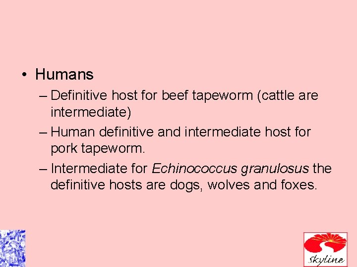 • Humans – Definitive host for beef tapeworm (cattle are intermediate) – Human • Humans – Definitive host for beef tapeworm (cattle are intermediate) – Human