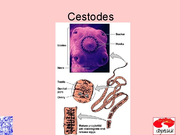 Cestodes Figure 12. 27 Cestodes Figure 12. 27