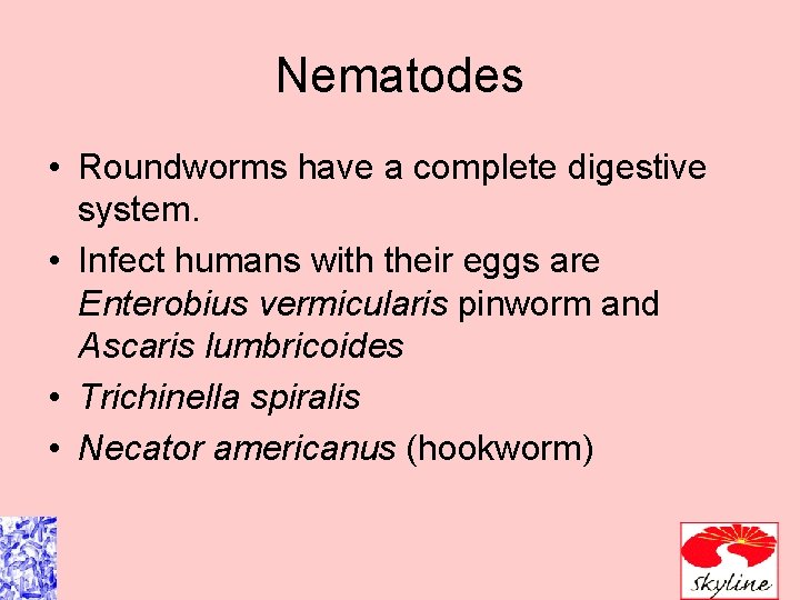 Nematodes • Roundworms have a complete digestive system. • Infect humans with their eggs Nematodes • Roundworms have a complete digestive system. • Infect humans with their eggs