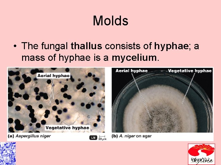 Molds • The fungal thallus consists of hyphae; a mass of hyphae is a Molds • The fungal thallus consists of hyphae; a mass of hyphae is a
