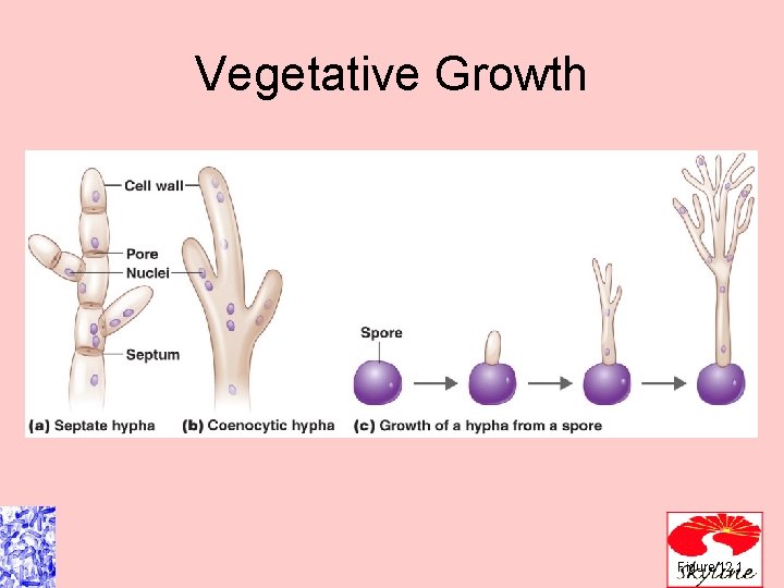 Vegetative Growth Figure 12. 1 Vegetative Growth Figure 12. 1