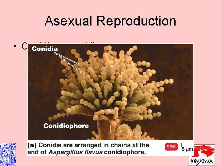 Asexual Reproduction • Conidia or conidiospores Figure 12. 5 a Asexual Reproduction • Conidia or conidiospores Figure 12. 5 a